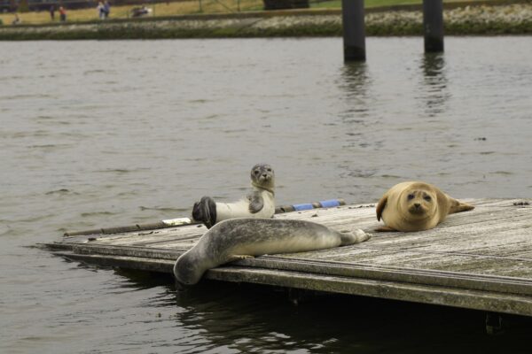 Seehunde im Hafen